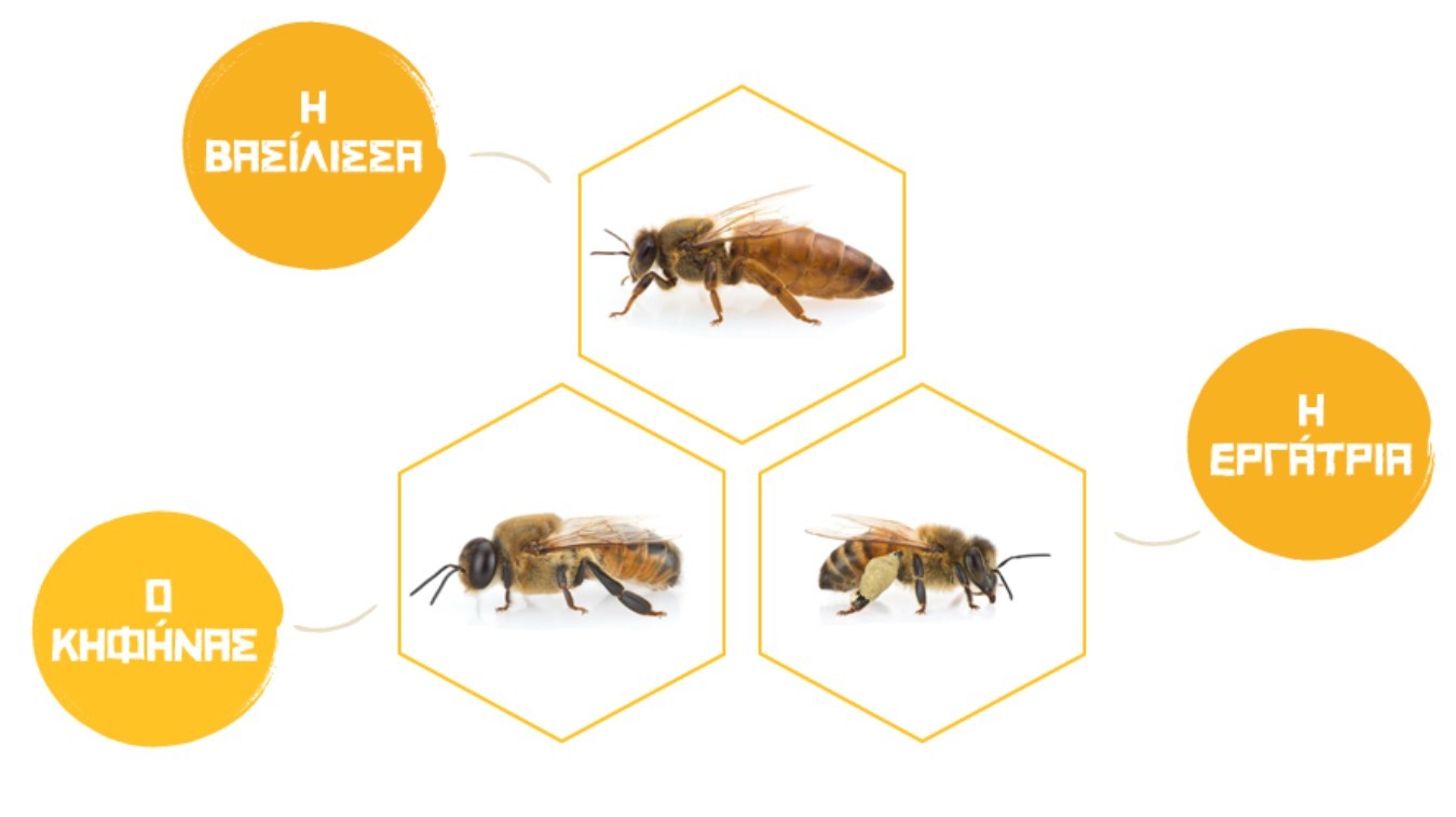 η κοινωνία των μελισσών